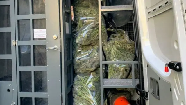 Cannabis plants in police van