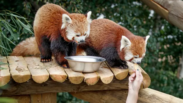 Red pandas