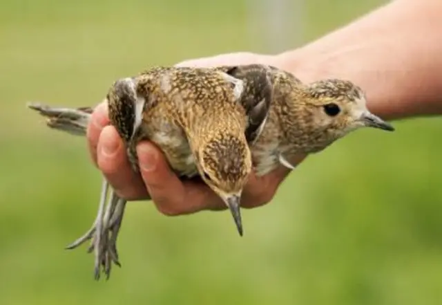 Baby Golden Plover chicks