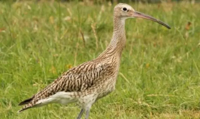 Curlew