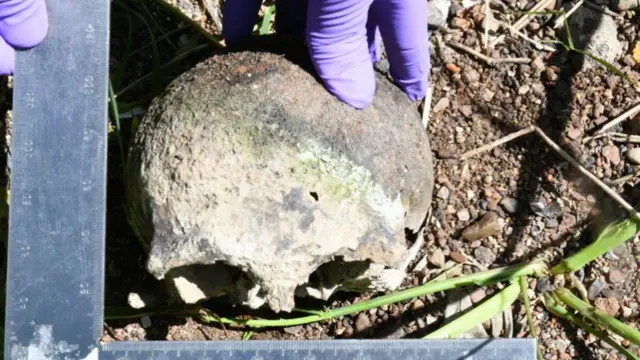 The skull being measured