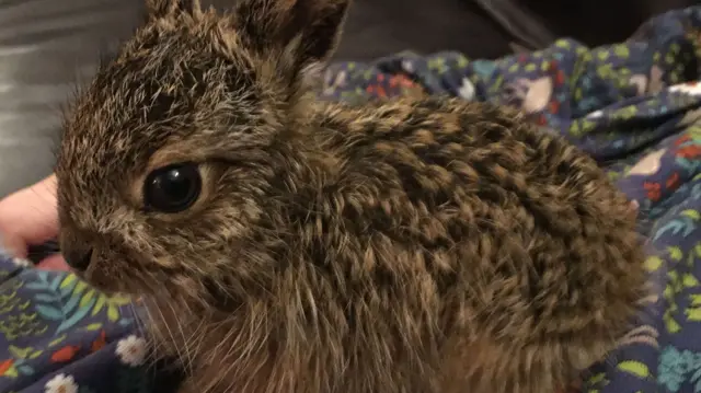 Clover the baby hare.