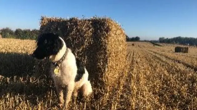 Dog in field