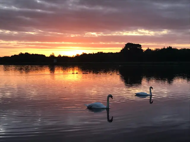 Swans at sunrise