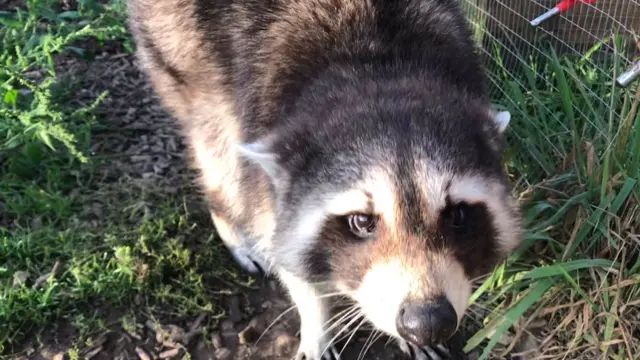 A Racoon