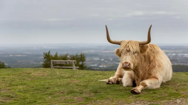 Cow with grey skies