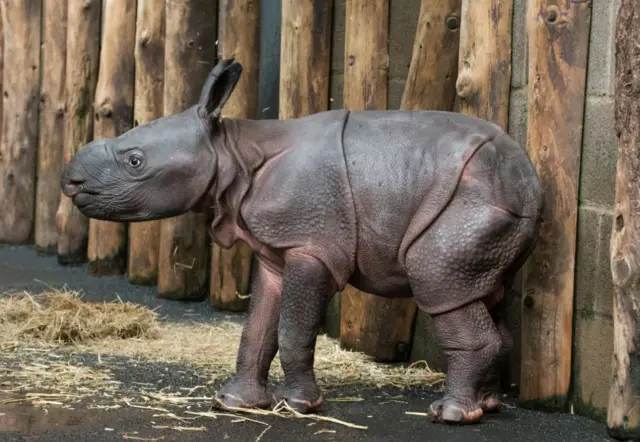 Baby rhino