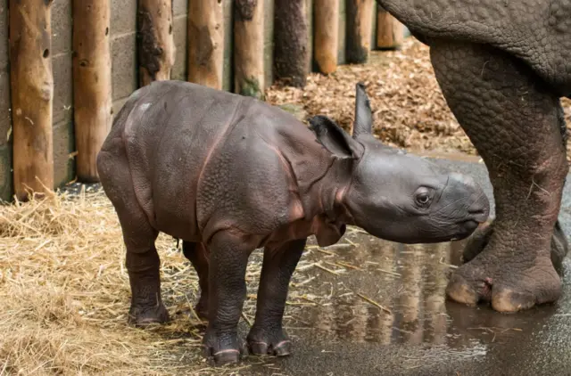 Baby rhino