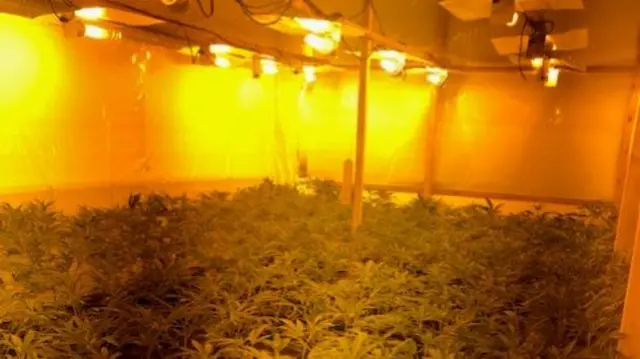 Cannabis plants