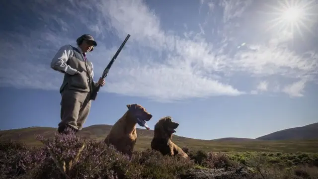 Grouse shooting