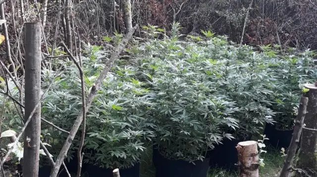 Cannabis grow in woods