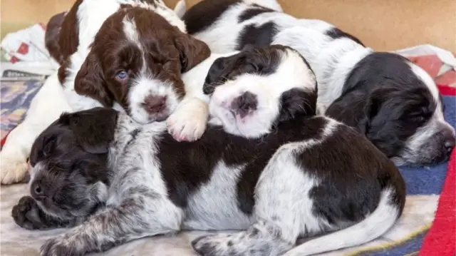 A file image of puppies