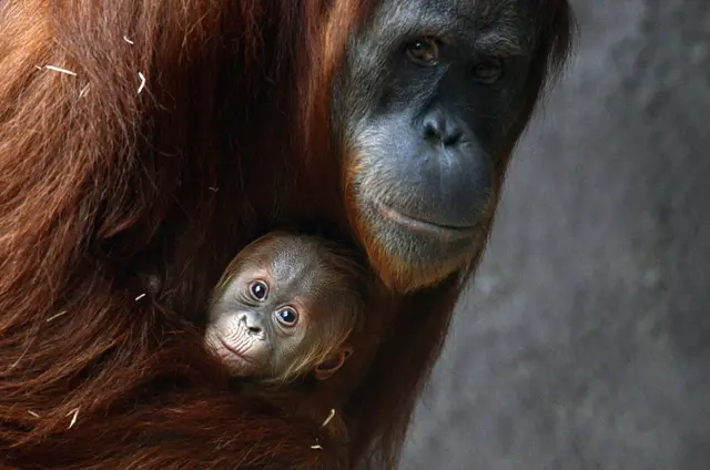 Orangutans at the zoo in Prague in 2013