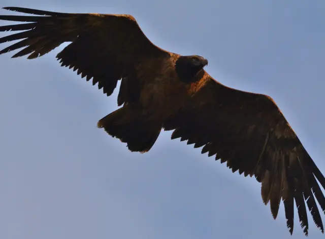 Bearded vulture