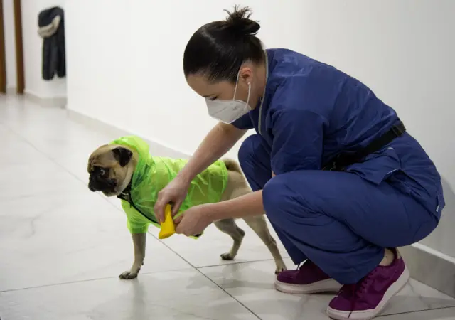 Psychologist and neuropsychologist Lucia Ledesma Torres puts protective equipment on to her dog Harley