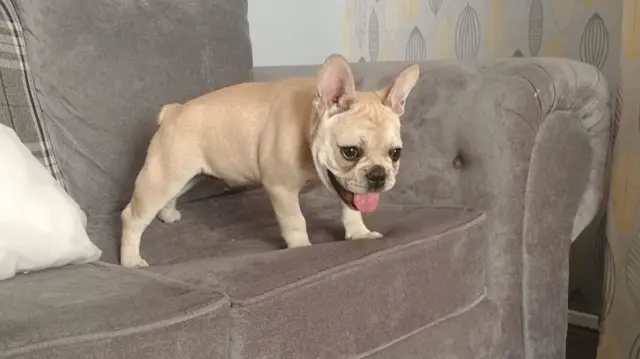 Milo is a male French Bulldog