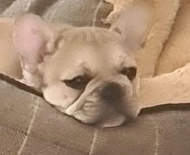 Milo, a male french Bulldog, has a bald patch under his chin