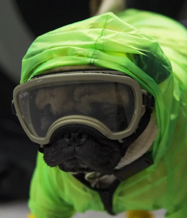 Harley, aka El Tuerto, wears protective equipment to prevent the spread of the new coronavirus, COVID-19, in Mexico City, on May 13, 2020