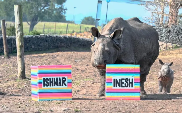 Rhinos