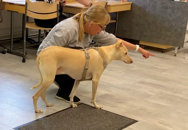 Trainer Susanna Paavilainen directs sniffer dog Kossi, being trained to detect the coronavirus