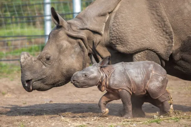 Baby rhino