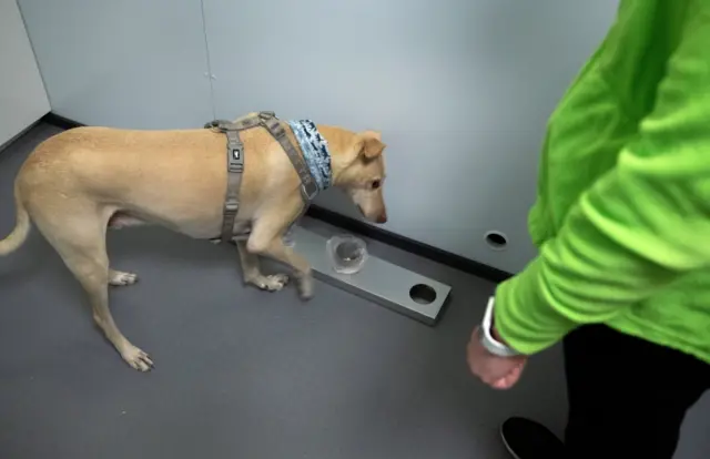 Coronavirus sniffing dogs start their work for a four-month test phase at Helsinki-Vantaa airport