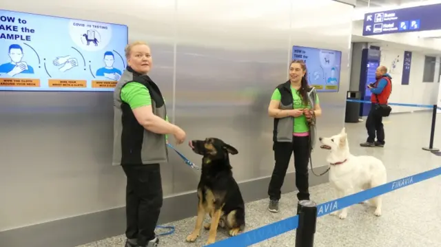 Sniffer dogs being trained to detect the coronavirus from the arriving passengers