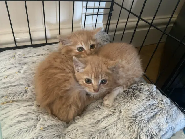 Kittens