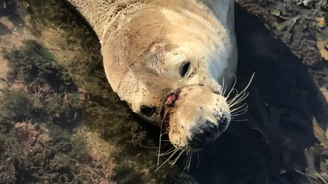 The injured seal