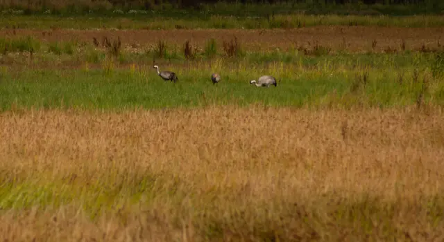 Willow Tree Fen nature reserve