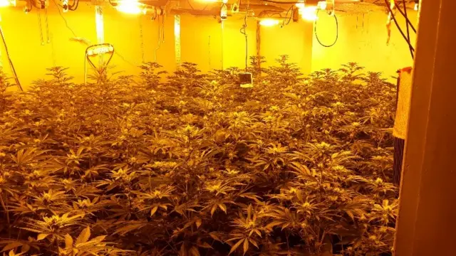 A cannabis grow with an estimated value of £175,000 was discovered in Kimberley, Nottinghamshire