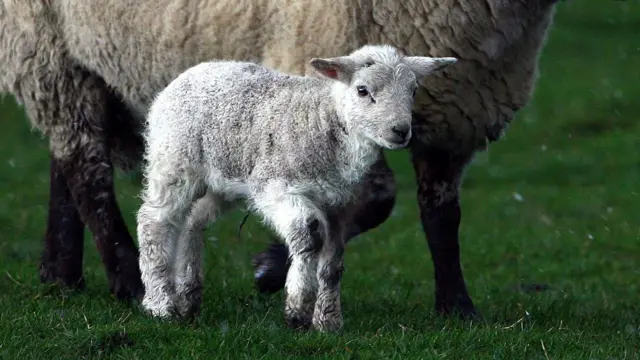 A lamb