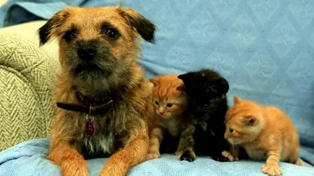 A dog and three kittens