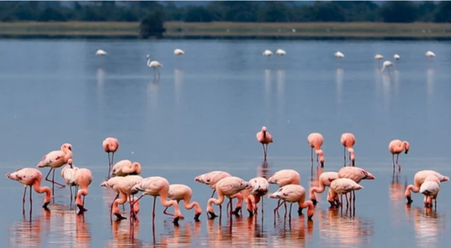 Flamingoes in a lake