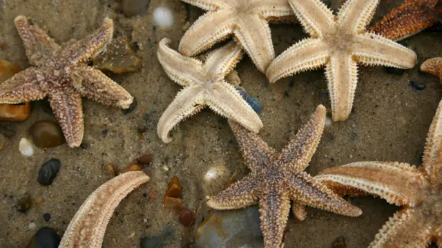 Starfish