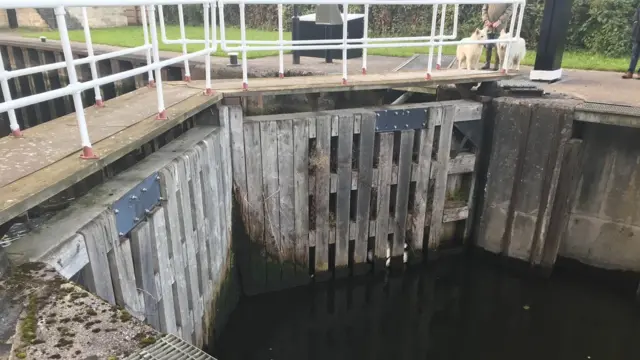 Swan trapped in lock gate