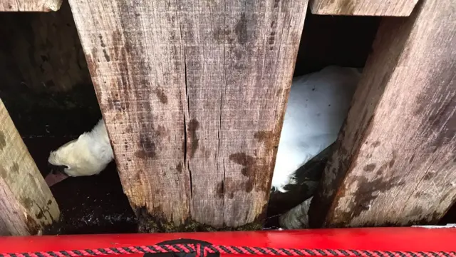 Swan trapped in lock gate