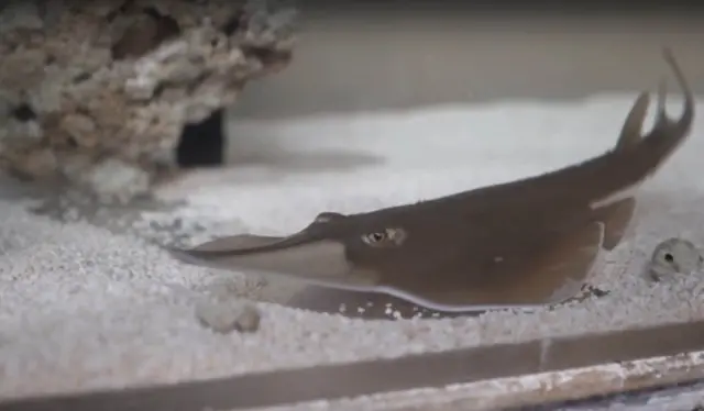 Blackchin guitarfish