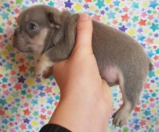 French bulldog puppy