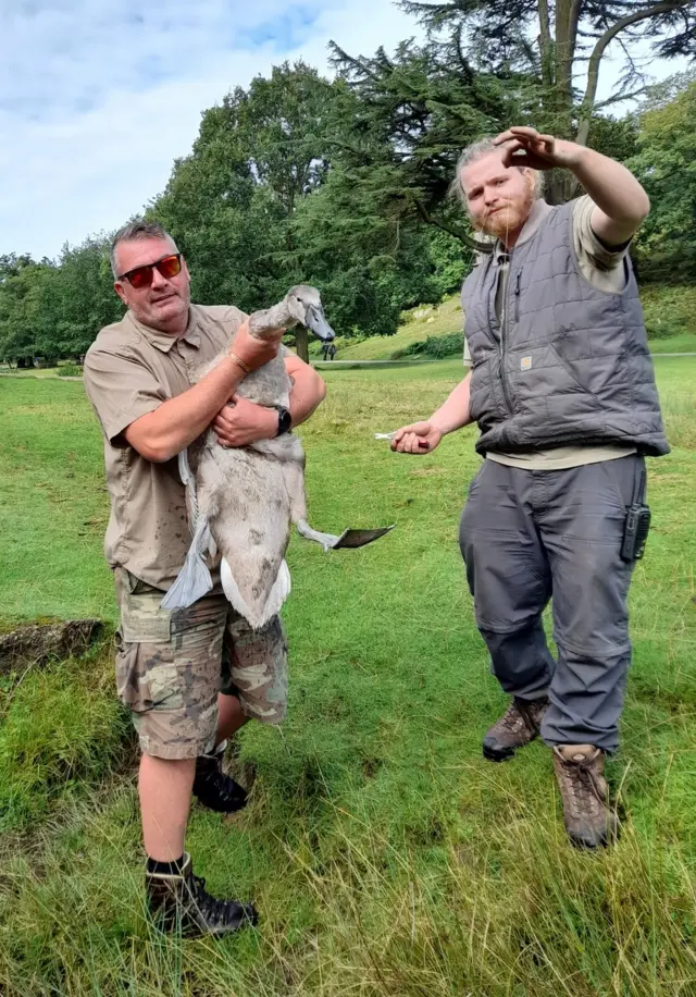 Cygent saved by rangers at Bradgate Park