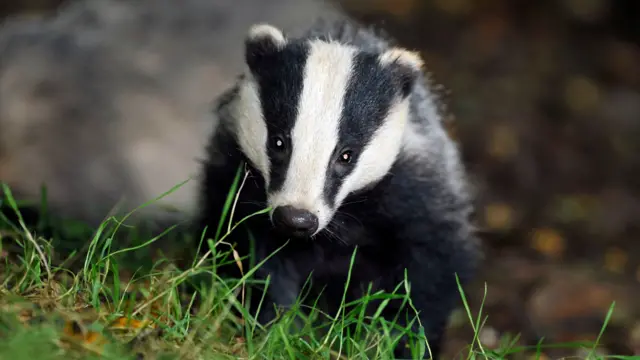 Badger