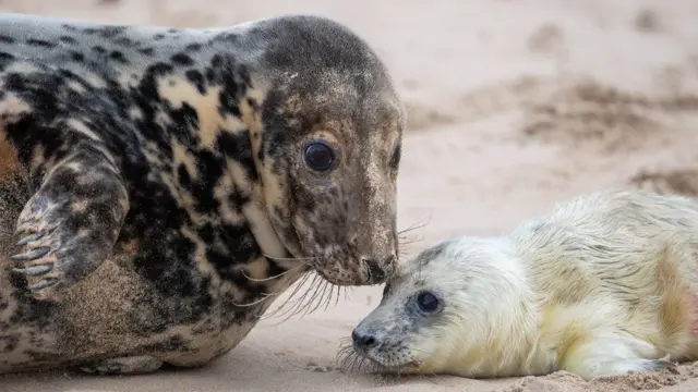 A seal and pup on Horsey Gap beach