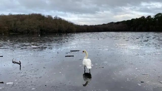 Swan on icy lake