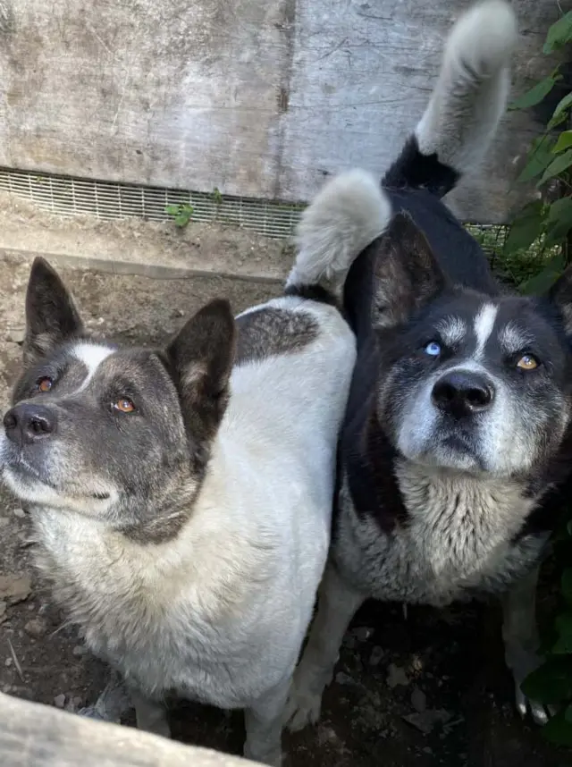 Missing dogs Allenton