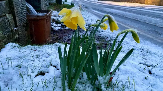 Daffodils in the snow