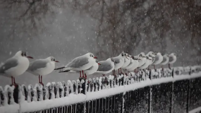 Birds in the snow