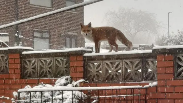 Fox in the snow