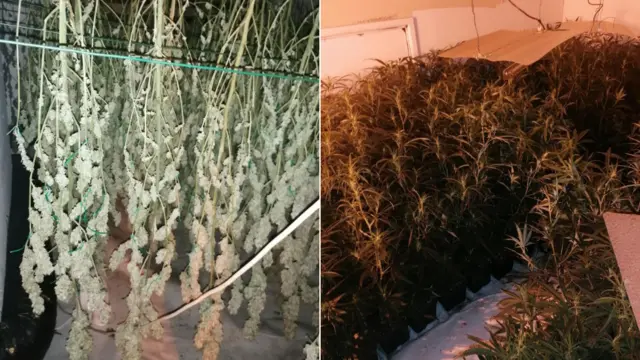 Cannabis grow discovered in Kirkby-in-Ashfield