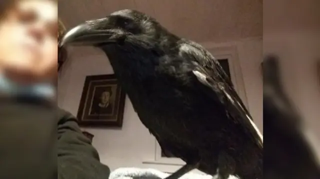 Pet crow