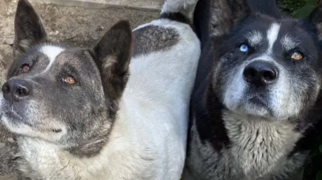 Two Akita dogs